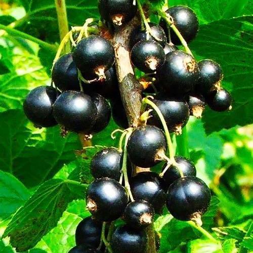 Сажанец Смородина на штамбе Вернисаж среднеранний срок созревания (44844)