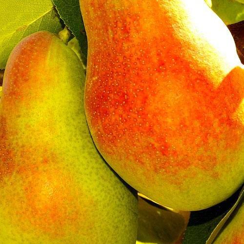 Сажанець Ексклюзив Груша жовтого з червоним рум'янцем Дари Афродіти Gifts of Aphrodite преміальний морозостійкий сорт висока лежкість (48139)