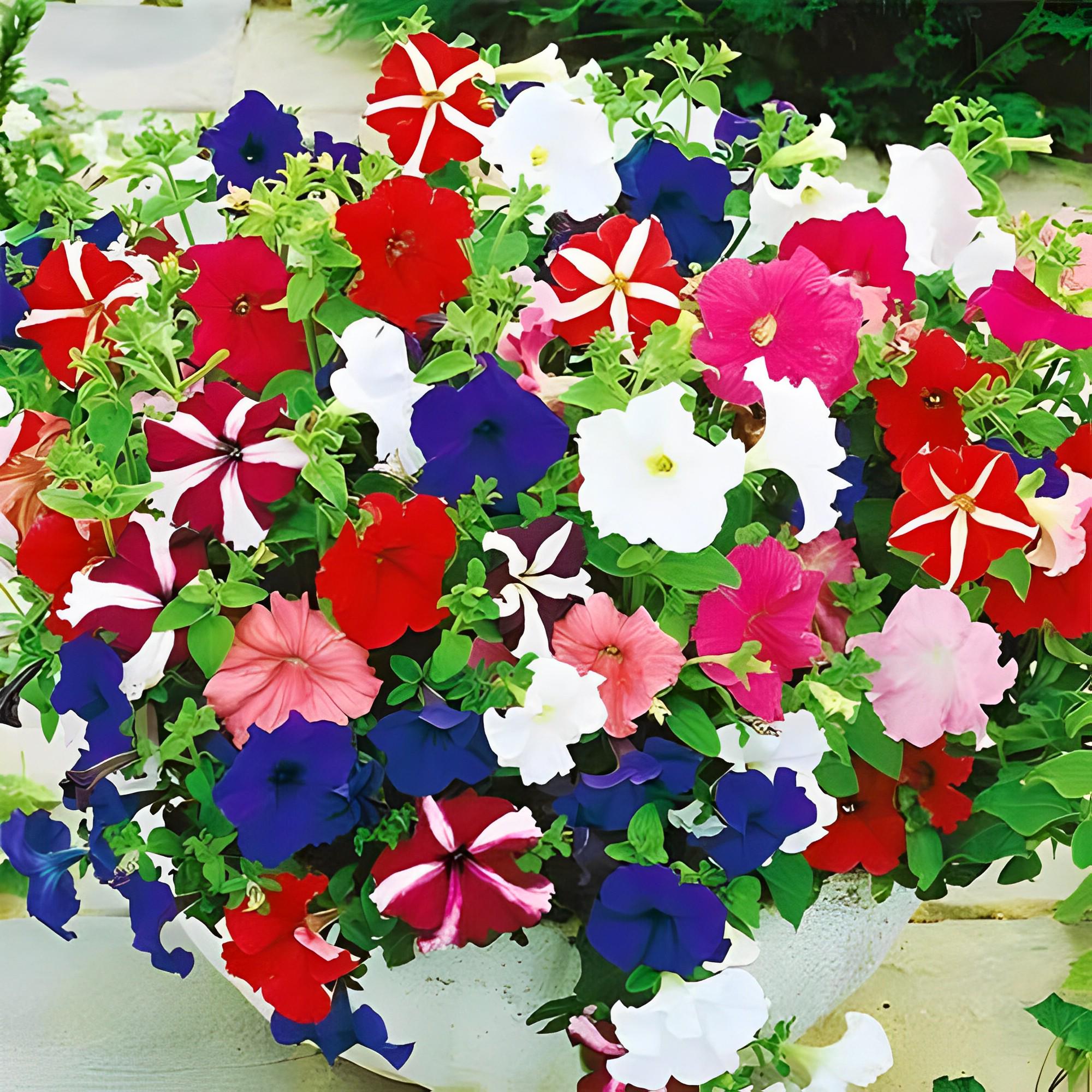 Семена Петуния Florium Гигантская смесь цветов (14142)