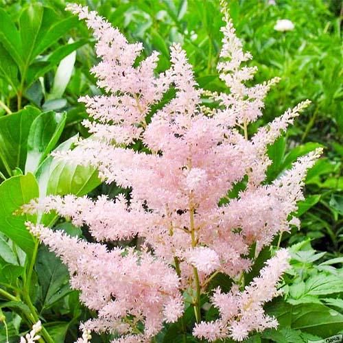 Астильба Florium Europa (2553)