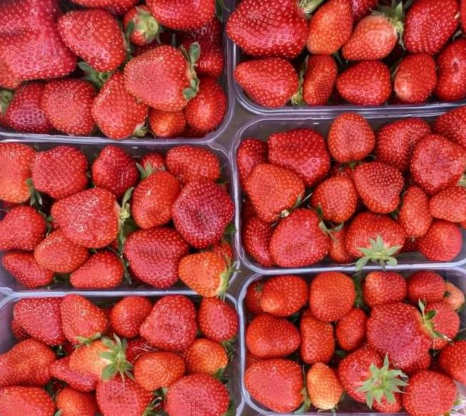 Саженцы клубники Альба 96 шт.