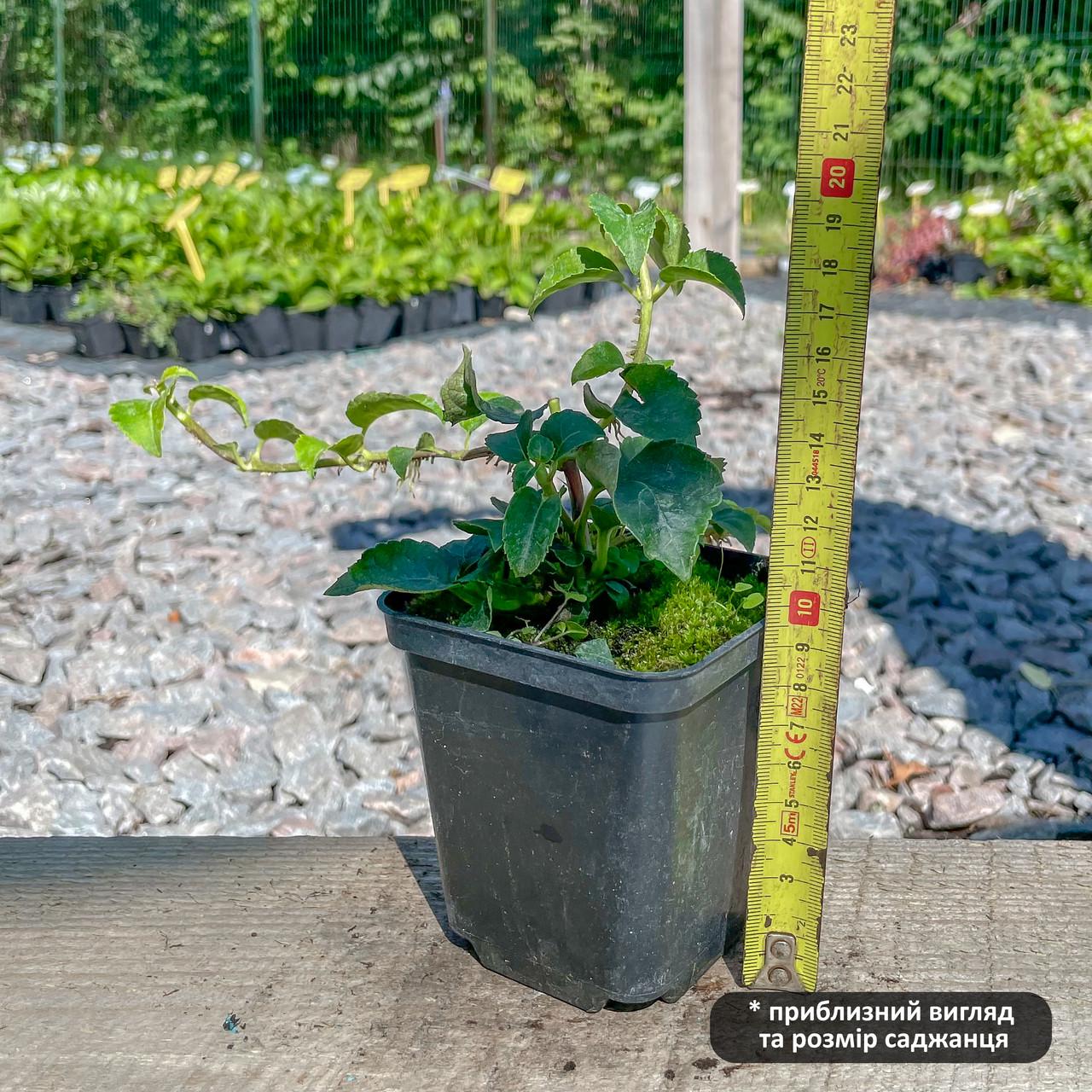 Саджанець гортензії черешкової Hydrangea anomala subsp. Petiolaris  Р9 (1439047425) - фото 2