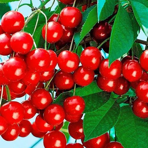 Сажанець Вишня Пам'ять Артеменко літній сорт/середній термін дозрівання (177709)