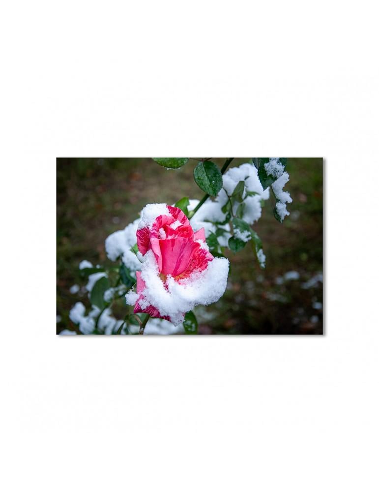 Картина модульная Розы в снегу 1 модуль 40х60 см