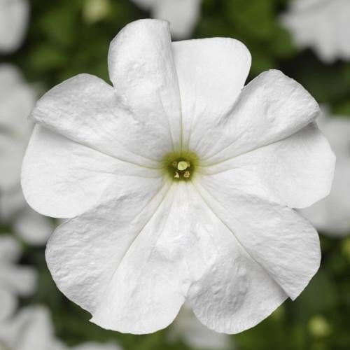 Насіння квітів Syngenta Петунія великоквіткова Duvet F1 White 250 шт. (BN11445-2)