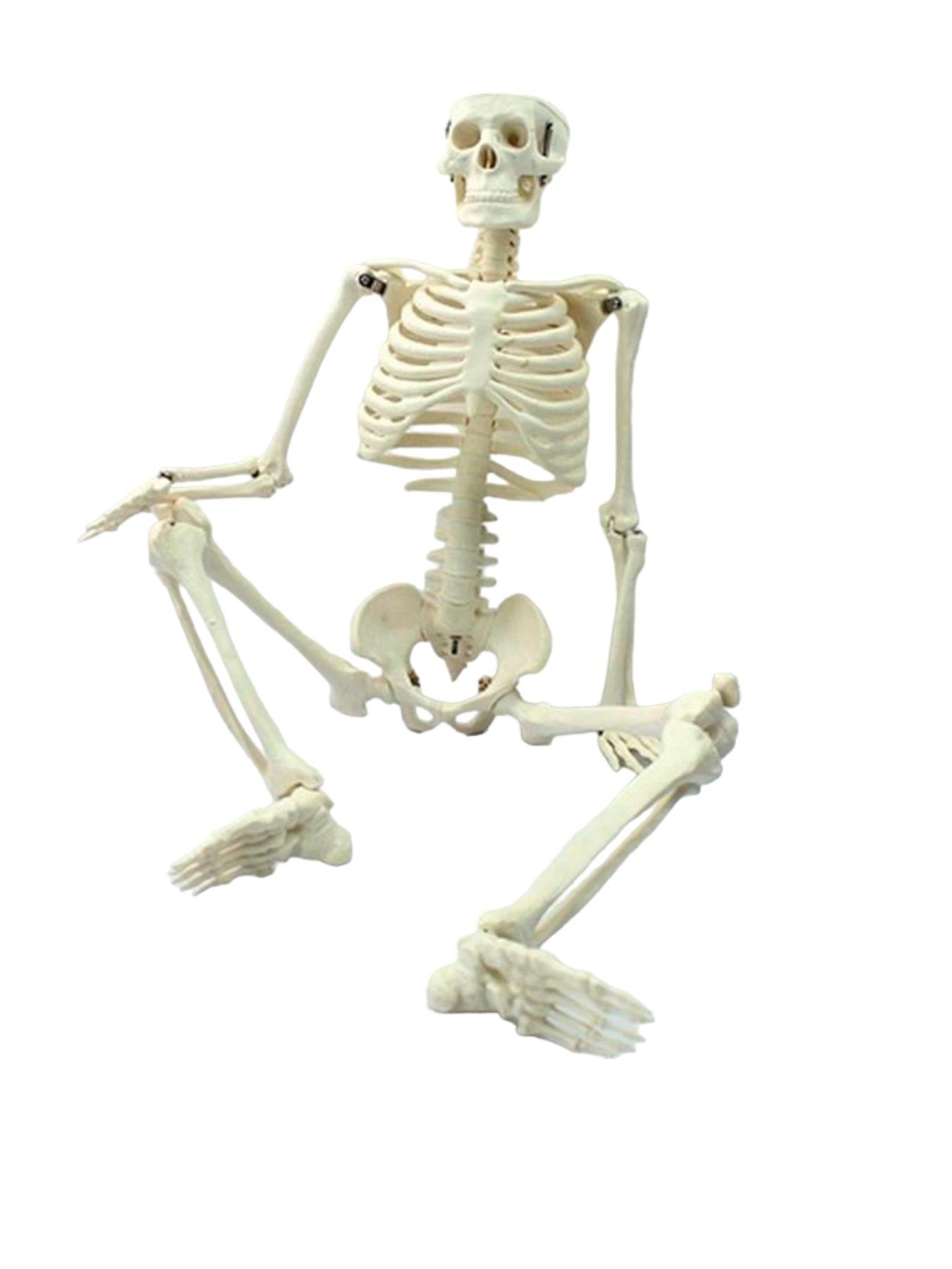 Ммодель скелета Resteq 45см (VA-1102372731)