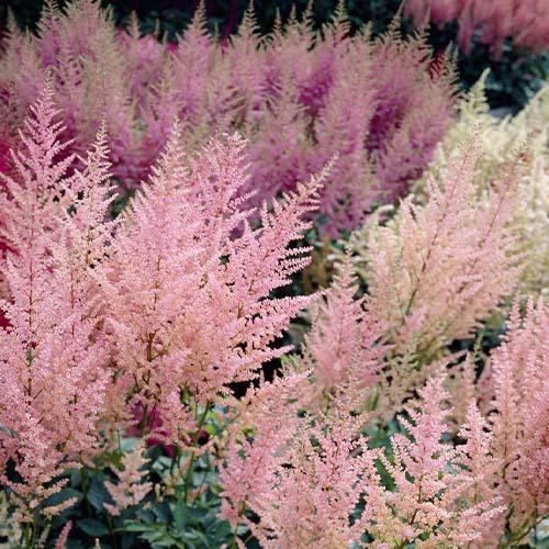 Астильба Florium Peaches and Cream (13771)