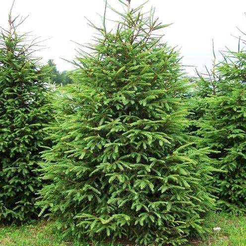 Саджанець ялини звичайної європейська Picea abies excelsa Р9 (1037202254) Саджанець ялини звичайної європейська Picea abies excelsa Р9 (1037202254)