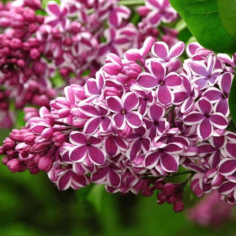 Саджанець бузку Сенсація щеплена (14965045)