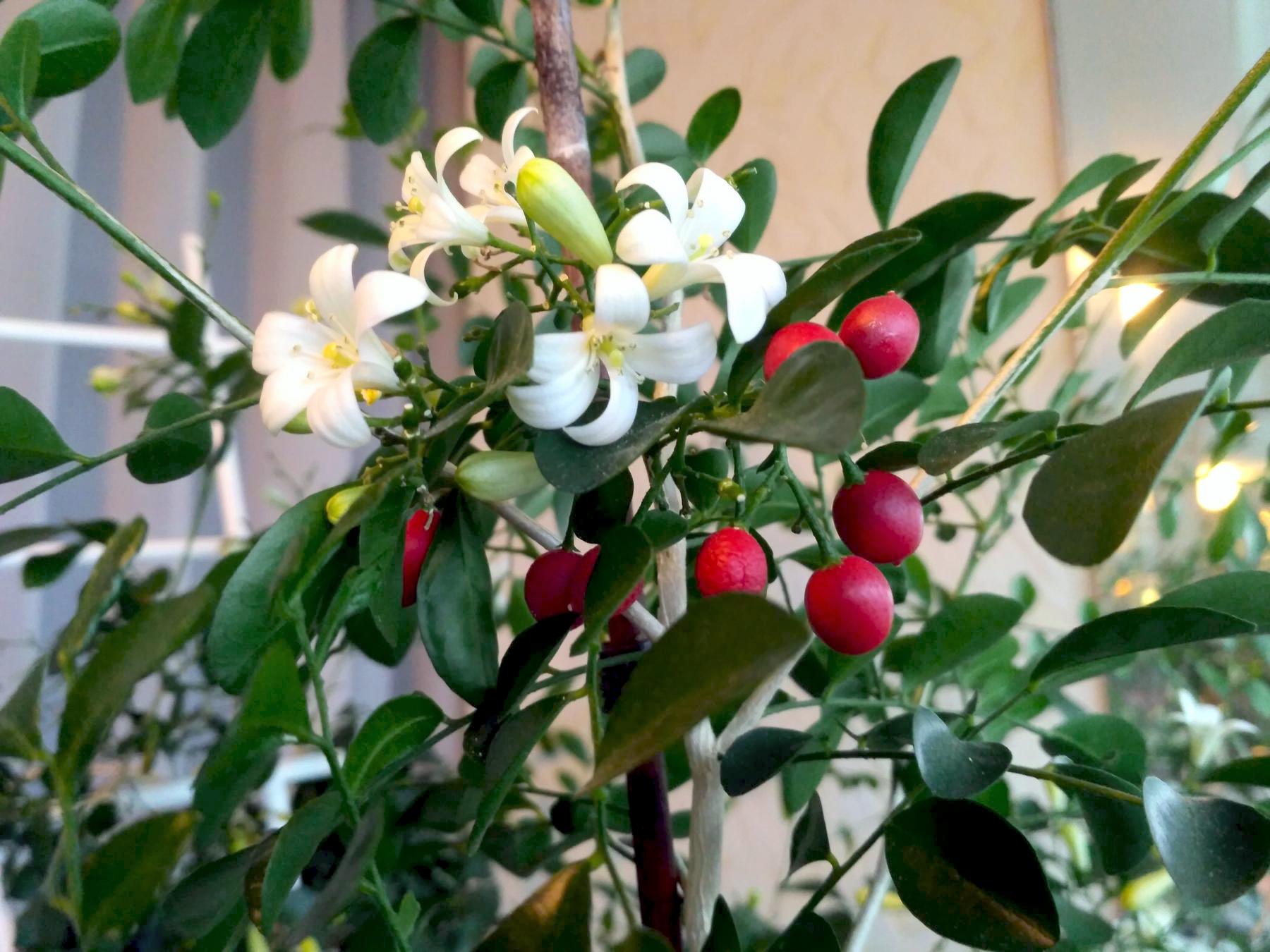 Муррайя метельчатая Murraya paniculata - фото 2