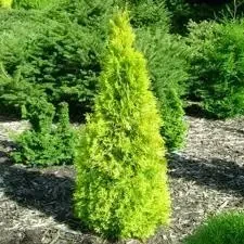 Саженцы туя западная Янтарь Thuja occidentalis Jantar в горшке 2 л - фото 3