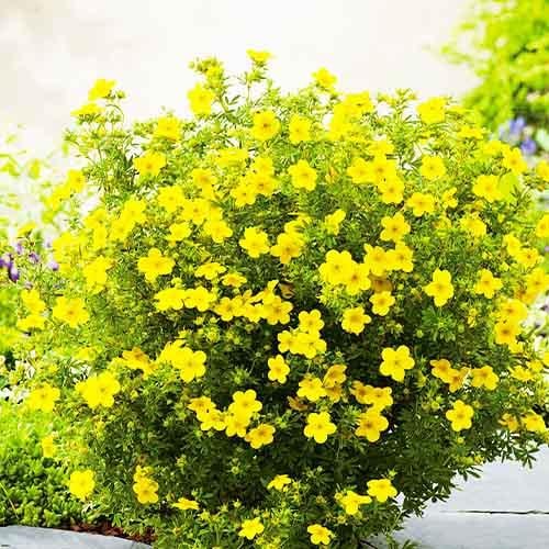 Лапчатка Florium Goldteppich (18345)