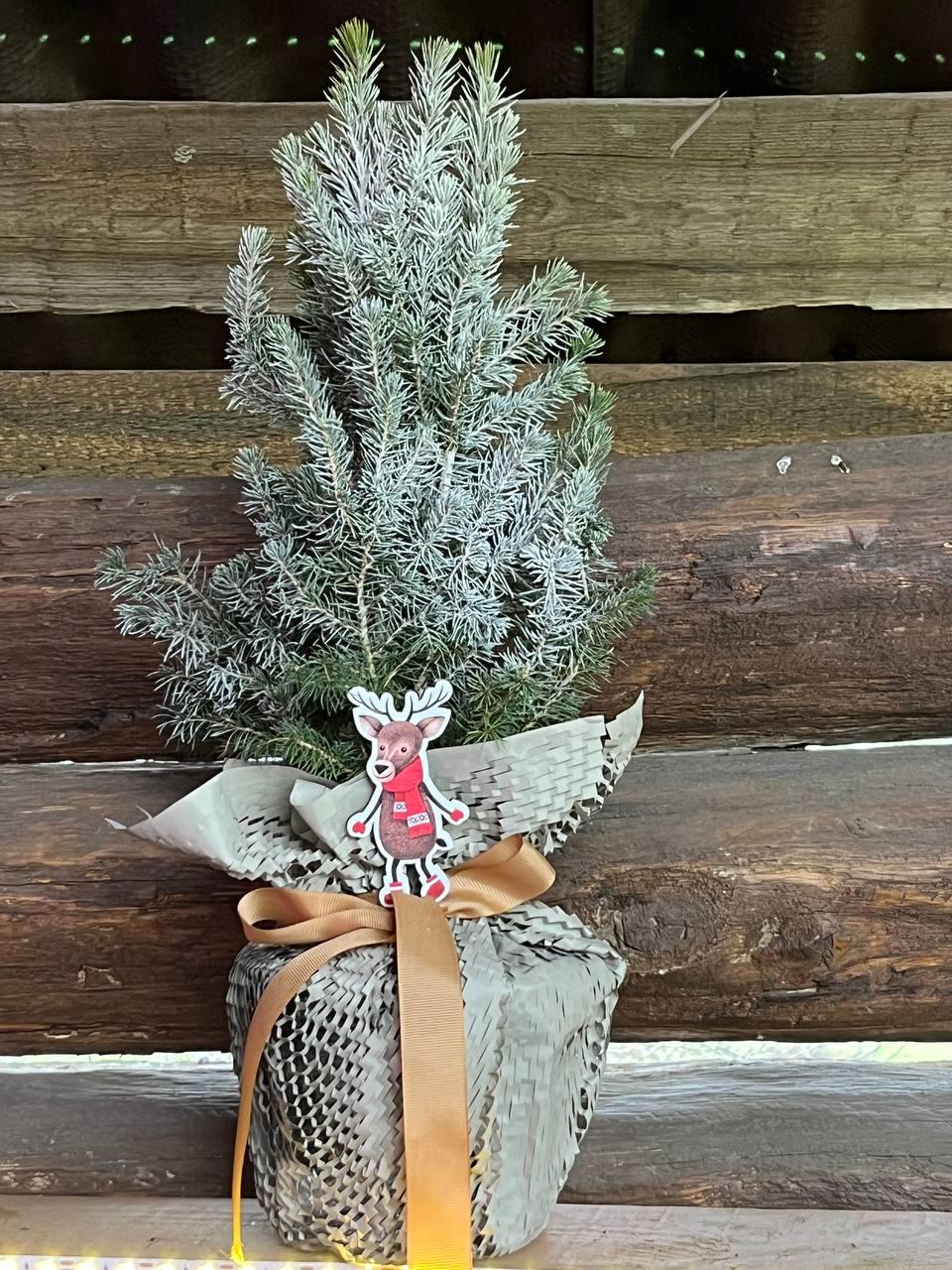 Ель канадская Conica Speedy в горшке (25089144)