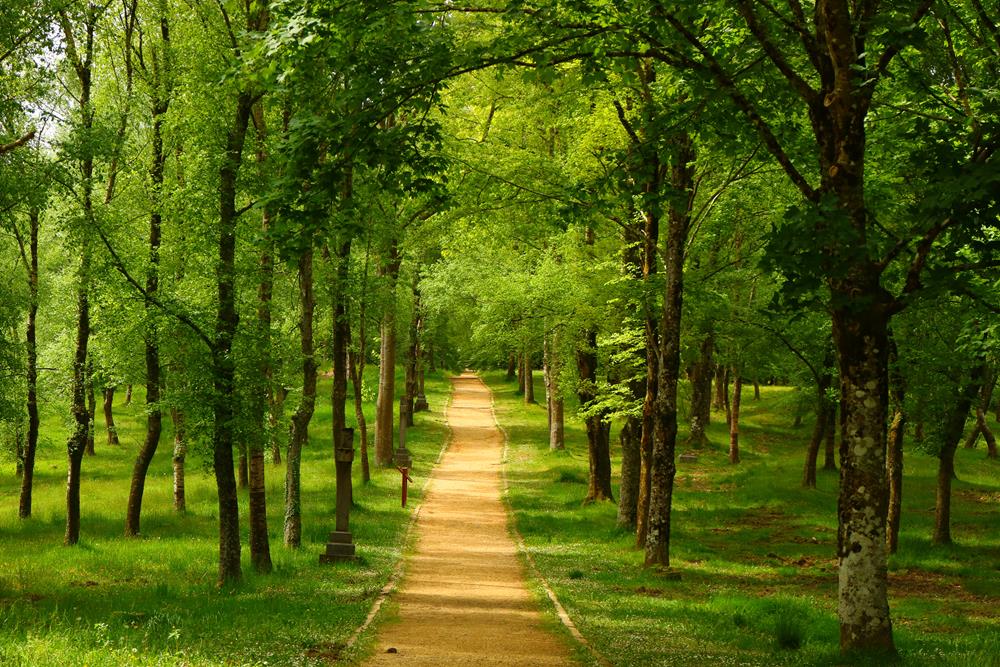 Картина Природа PR185 55х85 см
