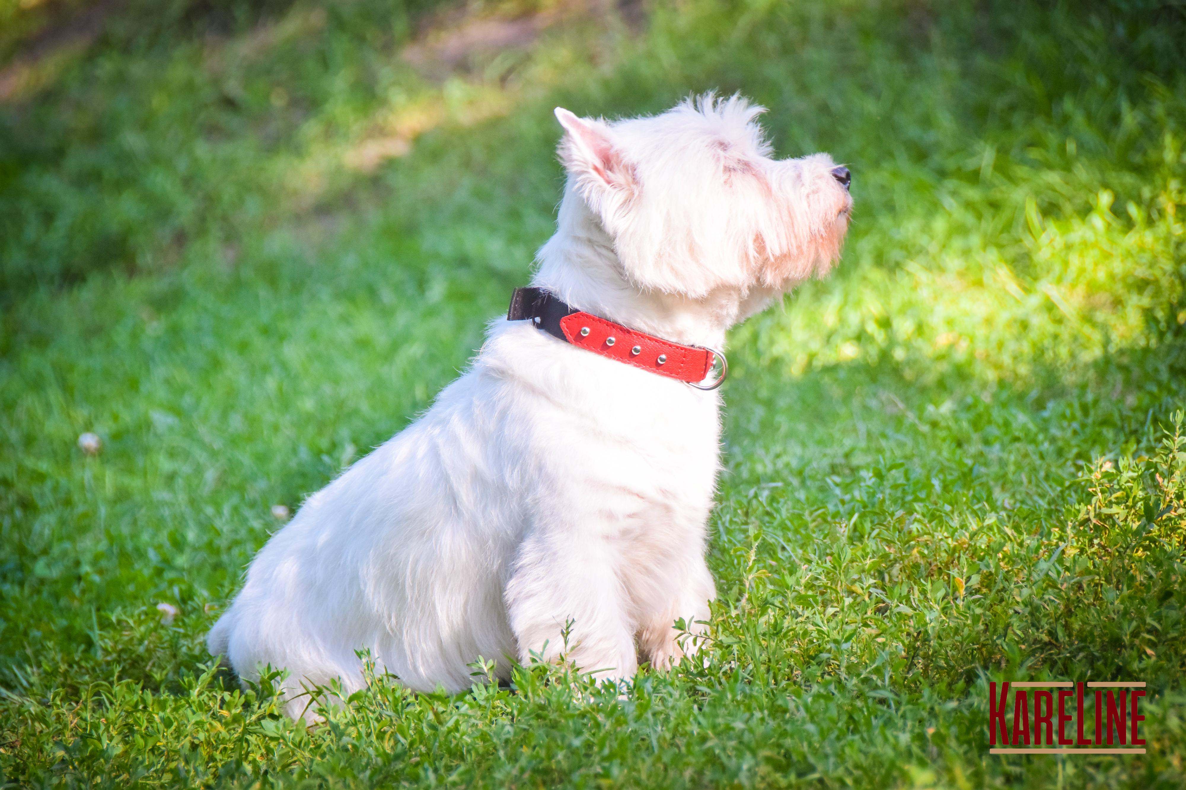 Ошейник KareLine и натуральной кожи с заклепками 25 мм 370-440 мм (6603/6) - фото 6 Ошейник KareLine и натуральной кожи с заклепками 25 мм 370-440 мм (6603/6) - фото 6