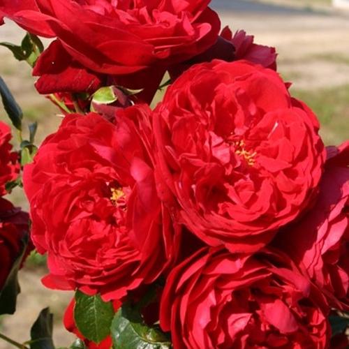 Саженцы роз Фокино привитый 2-летний (6296)