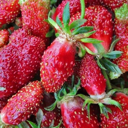 Сажанец Земклуника Вилма с мускатным привкусом раннего срока созревания сорт устойчив к болезням 5 шт. (72309)