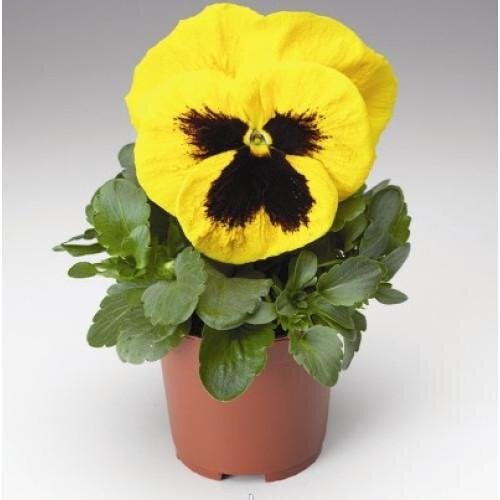 Семена цветов Виола Colossus F1 Yellow with Blotch Syngenta 100 шт. (BN03148-3)