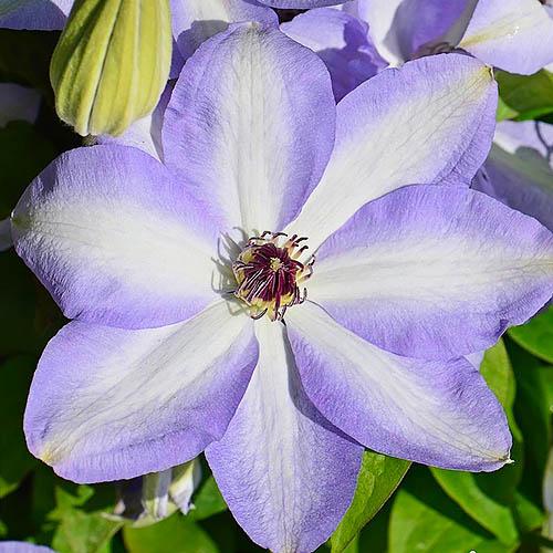 Клематис Ivan Olsson Florium
