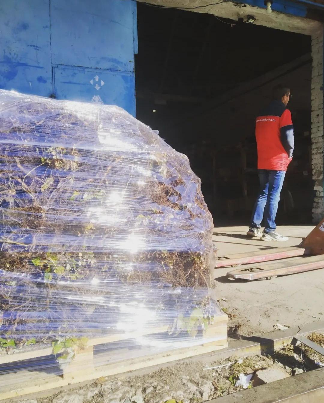 Саджанці малини 20 шт. (5952) - фото 3 Саджанці малини 20 шт. (5952) - фото 3