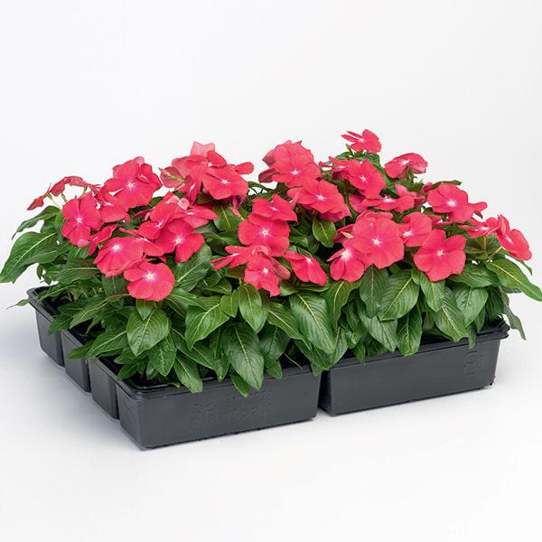 Семена Катарантус SunStorm Bright Red ТД Гекса-Украина 02-01-569 100 шт. (IR003133)