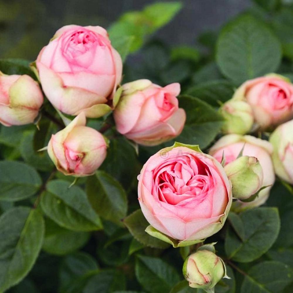 Саженец английских пионовидных роз Чарминг Пиано (14965173)