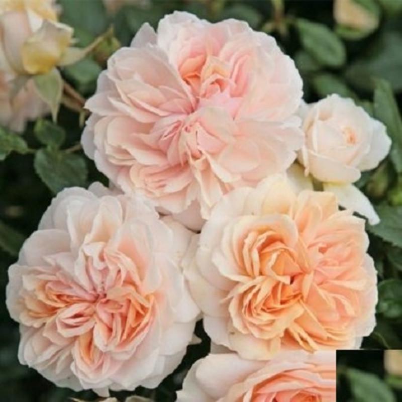 Роза Cream Flower Circus/Cream Veranda/Joie de Vivre Флорибунда в контейнере (2669455813)