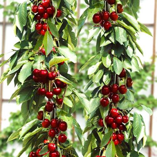 Саджанець Вишня колоноподібна Королева великоплідний сорт середній термін дозрівання (61967)