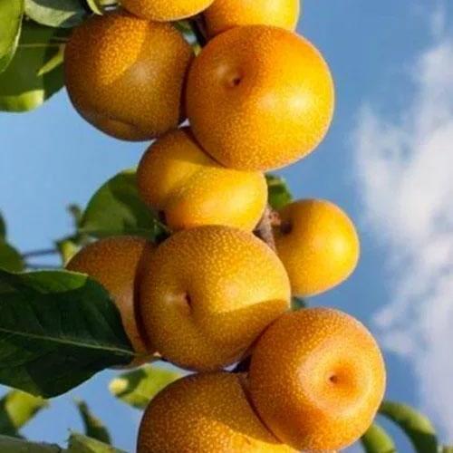 Сажанец Азиатская груша Хосуи Эксклюзив (21355)
