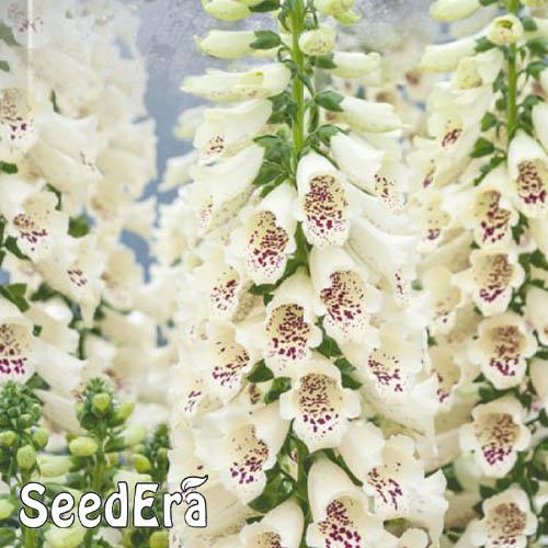 Насіння Наперстянка Біла багаторічна Florium Насіння Наперстянка Біла багаторічна Florium