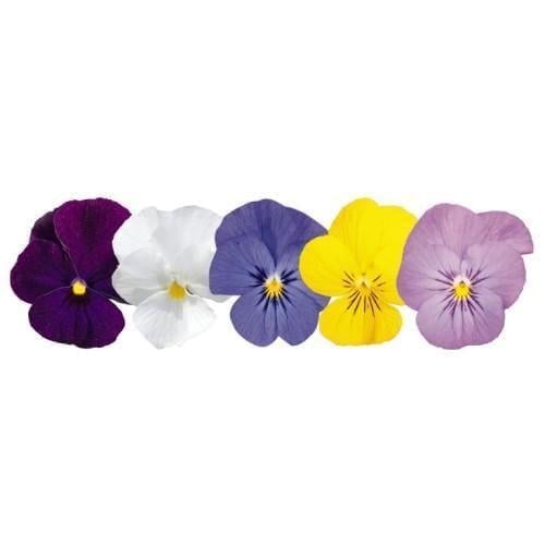 Семена цветов Виола рогатая Admire F1 Clear Mix Benary 25 шт. (BN08085-4)