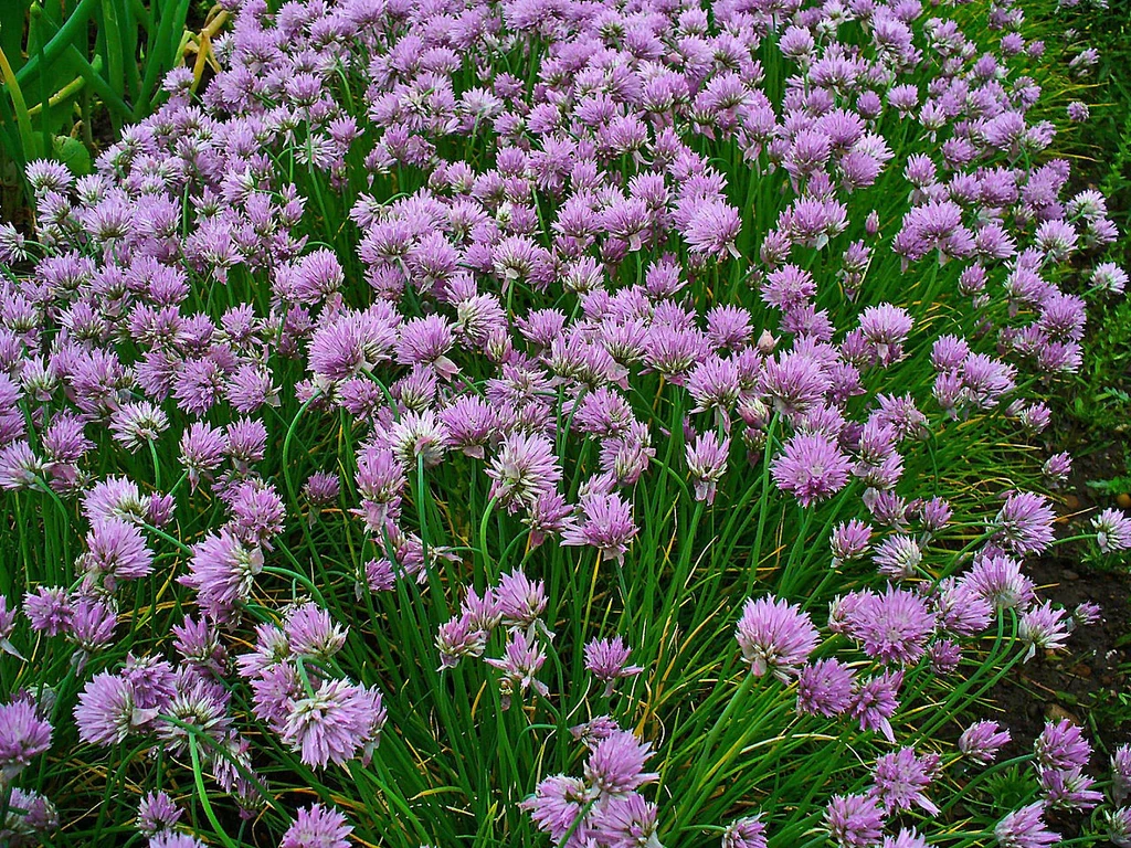 Насіння Шніт-цибуля Allium schoenoprasum 0,1 г/уп.