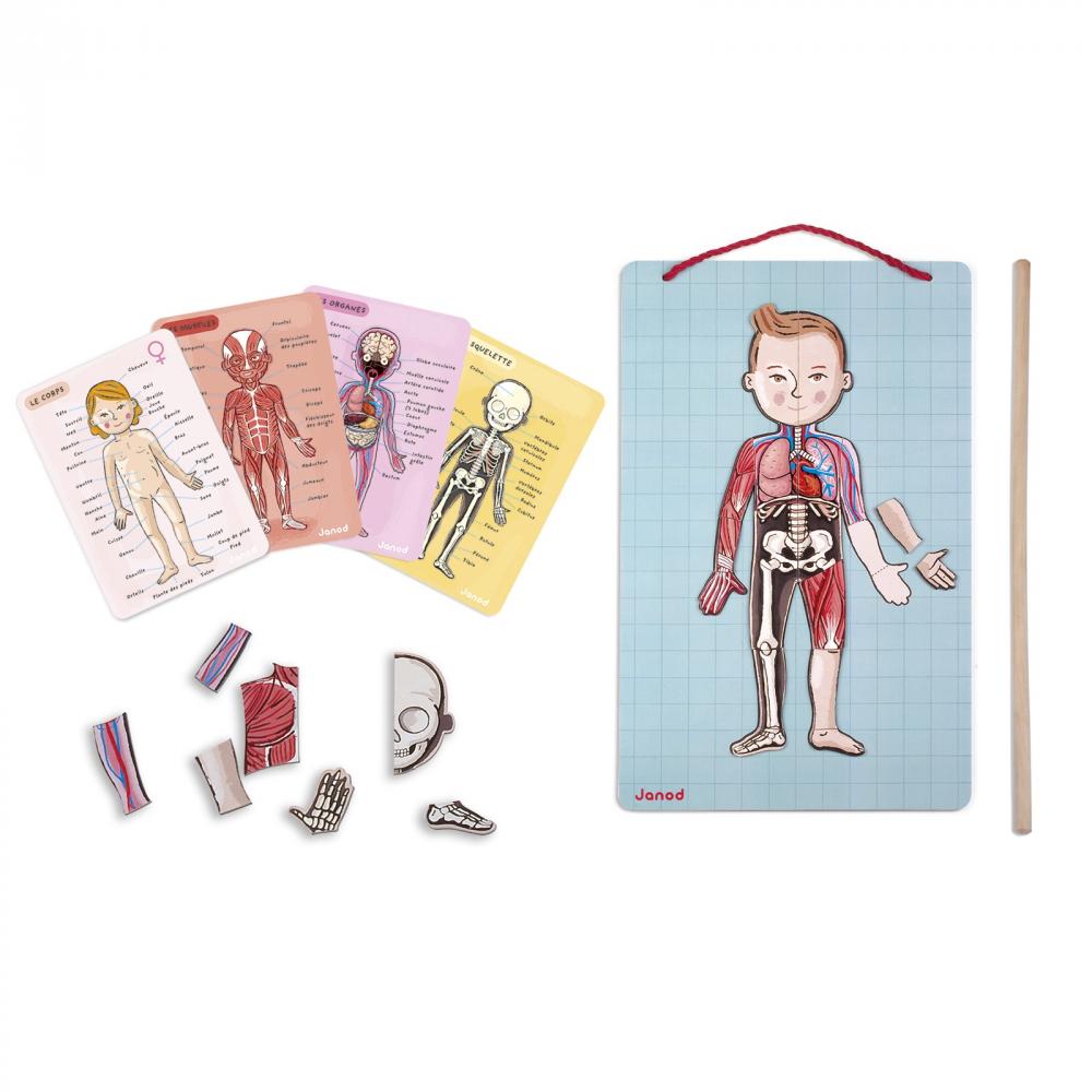 Игровой магнитный набор Janod Тело человека (J05491) - фото 3 Игровой магнитный набор Janod Тело человека (J05491) - фото 3