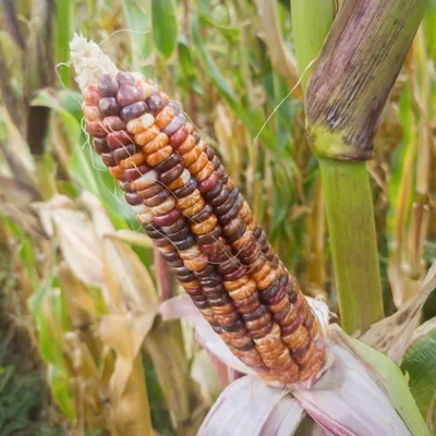 Семена кукурузы Inca Rainbow Sweet Corn 5 шт. (2148676410) - фото 3