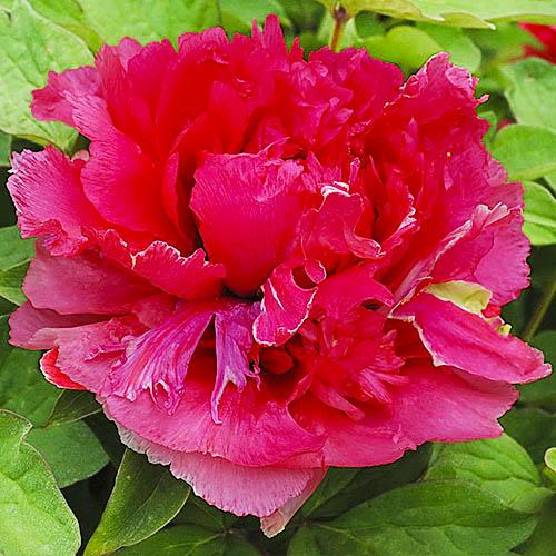 Пион Florium Burning Colors Ni Hong Huan Cai древовидный (2769)