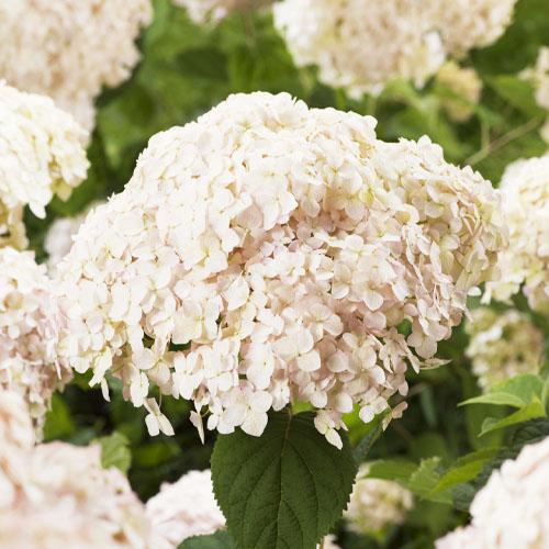 Гортензия Florium Candybelle Marshmallow древовидная (16557)