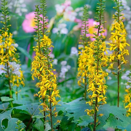 Лигулярия The Rocket Florium (4700) - фото 2