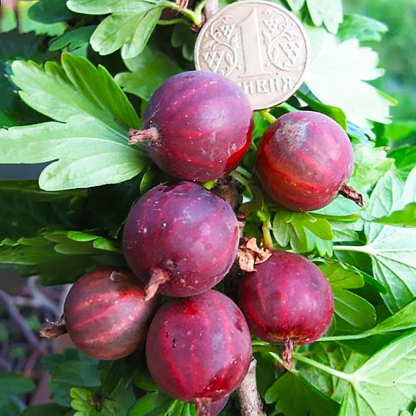 Саженцы крыжовника Неслуховский ранний/великоплодный/десертный (644534390) Саженцы крыжовника Неслуховский ранний/великоплодный/десертный (644534390)