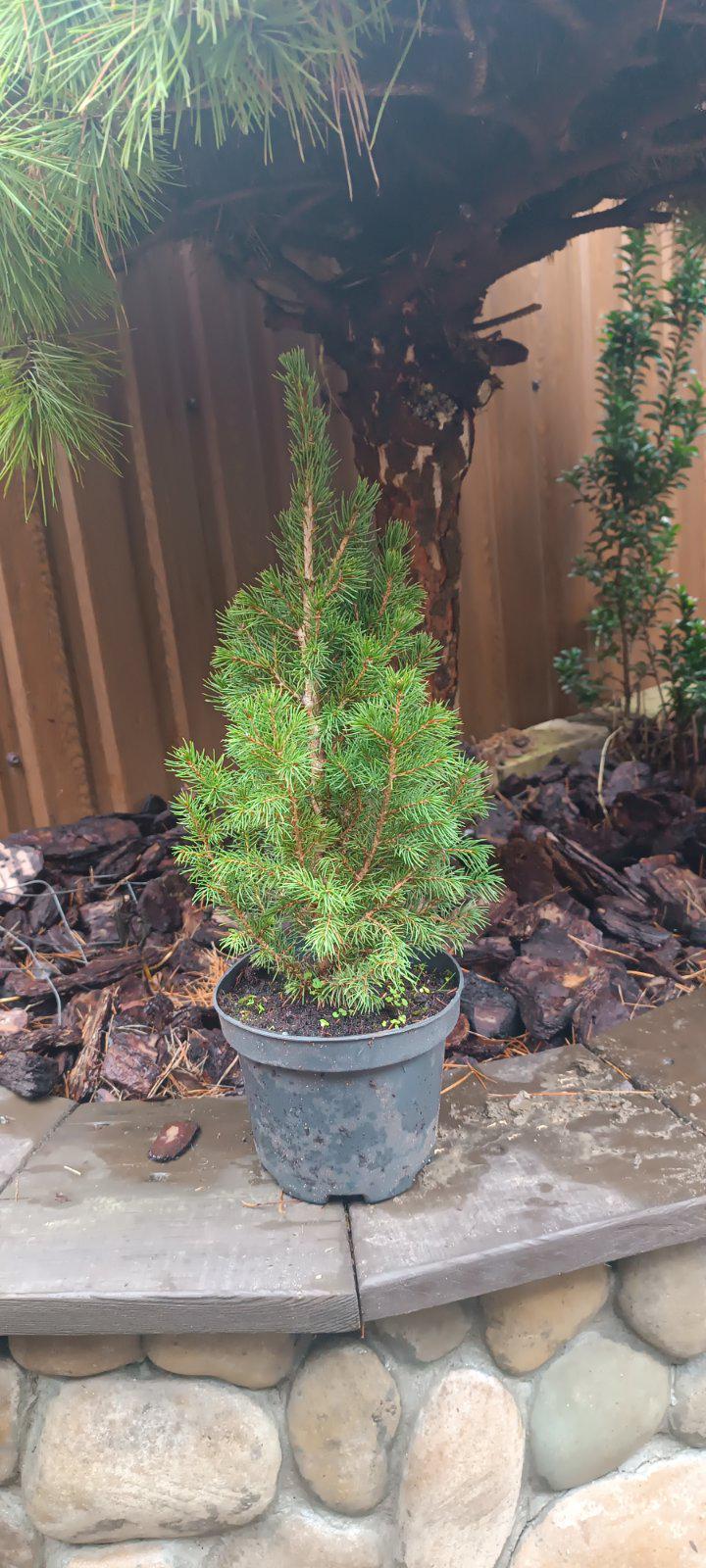 Елка канадская Коника 30-40 см