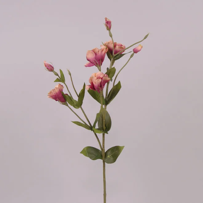Цветок Эустома Flora Темно-розовый (70822)