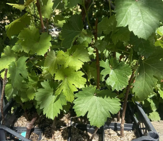 Саженец Укорененные черенки винограда сорта Восторг П 9 л (29674414)