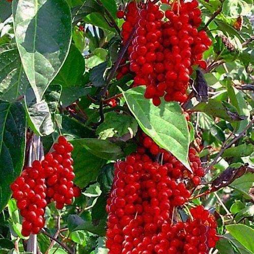 Сажанец Лимонник китайский Schisandra chinensis среднего срока созревания (20861)