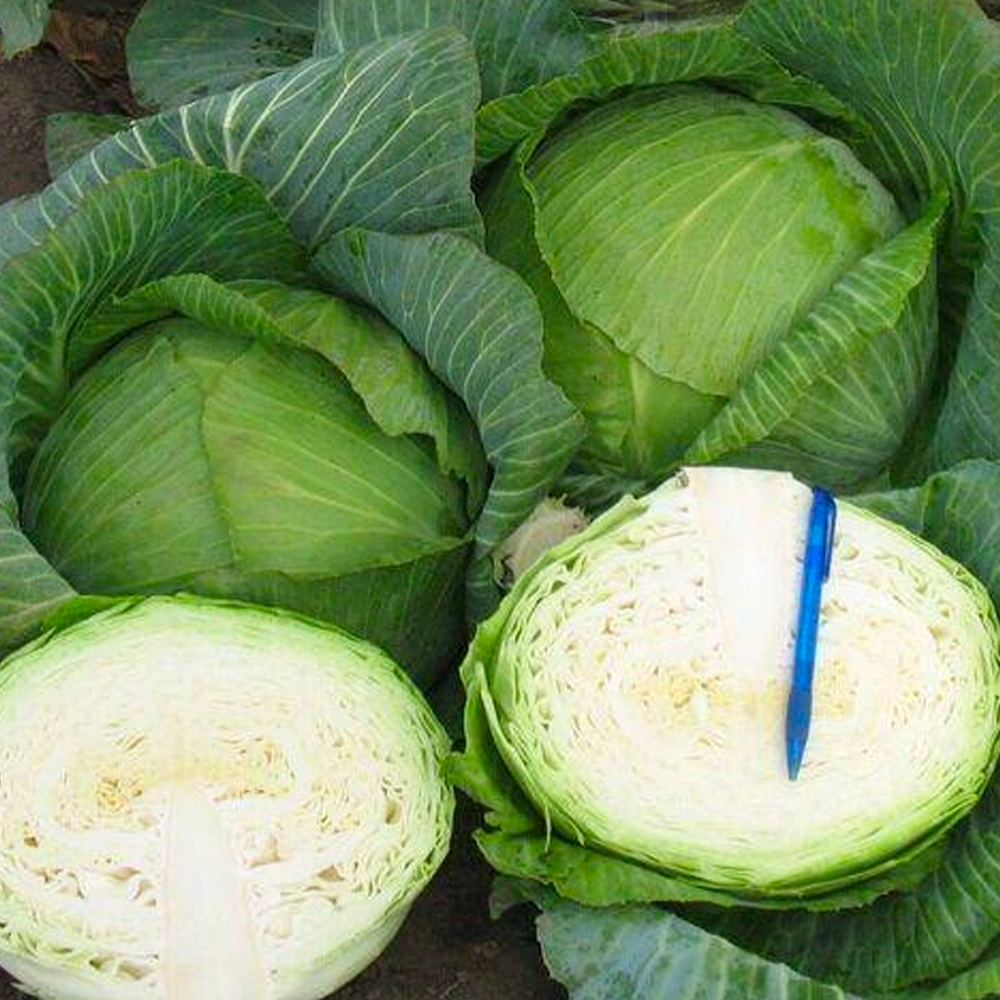 Семена Cultiva Белоголовая капуста Мегатон F1 20 шт. (00149) - фото 5 Семена Cultiva Белоголовая капуста Мегатон F1 20 шт. (00149) - фото 5