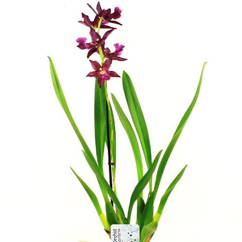 Орхидея Florium Beallara Jem (15708)