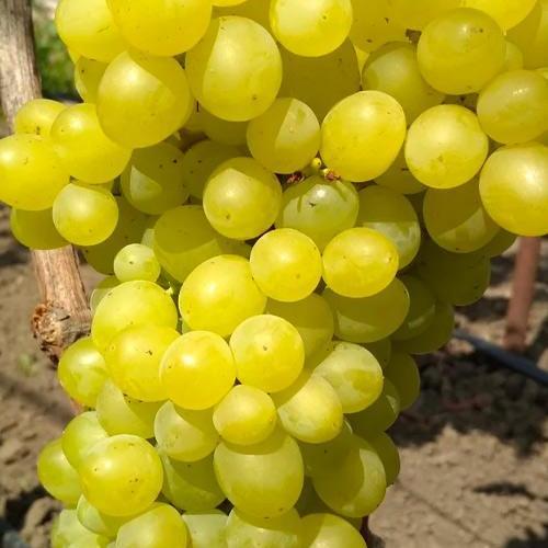 Саджанець Виноград Цимус кишмиш солодка з цитрусовими тонами ягода надраннього терміну дозрівання (71853)