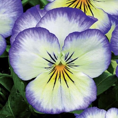 Семена цветов Виола рогатая Syngenta Penny Purple Picotee 500 шт. (BN03717-2)