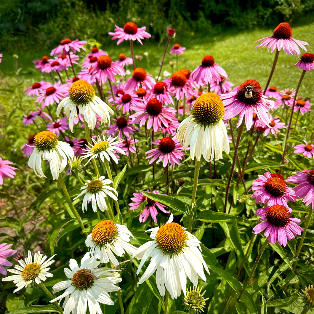 Эхинацея смесь Echinacea mix сажанец 3 шт. (38300562)