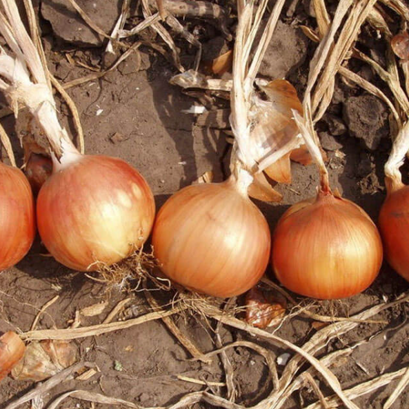 Семена Лук Испаньол Clause ТД Гекса-Украина 01-16-088 5 кг (IR02393)