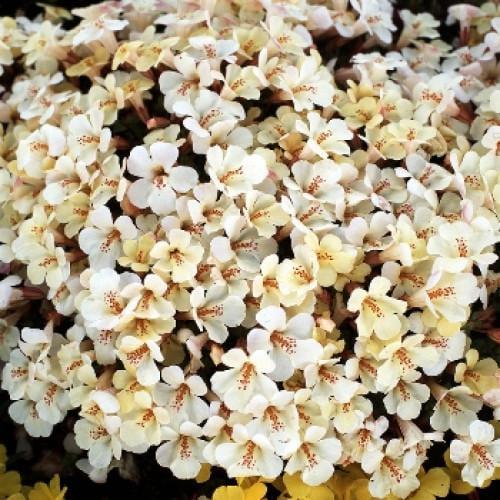Семена цветов Floranova Мимулюс Губастик Magic Ivory 100 шт. (BN07603-3)