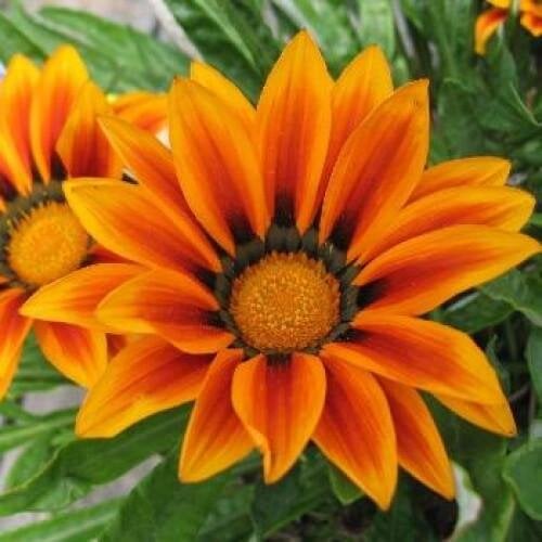 Семена цветов Газания жестковатая Syngenta Big Kiss Orange Flame 500 шт. (BN10642-2)